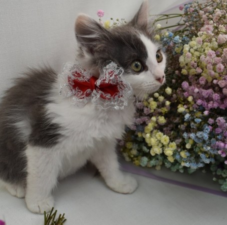 Пеппи - нежная , пушистая девочка-котенок , в добрые руки, котенок 2 месяца