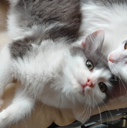 Пеппи - нежная , пушистая девочка-котенок , в добрые руки, котенок 2 месяца