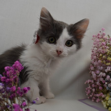 Пеппи - нежная , пушистая девочка-котенок , в добрые руки, котенок 2 месяца