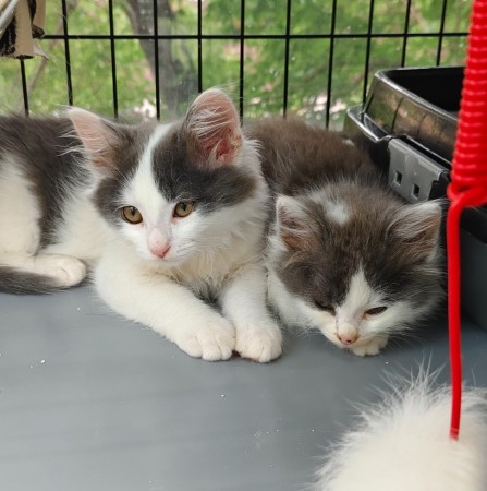 Пеппи - нежная , пушистая девочка-котенок , в добрые руки, котенок 2 месяца