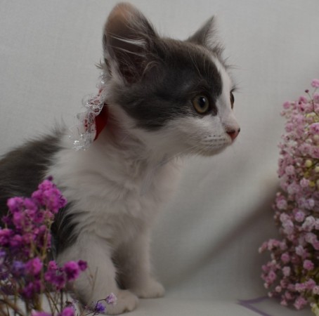 Пеппи - нежная , пушистая девочка-котенок , в добрые руки, котенок 2 месяца
