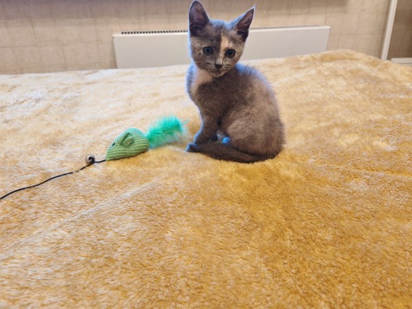 Котенок Дымка в добрые руки, котенок 2 месяца