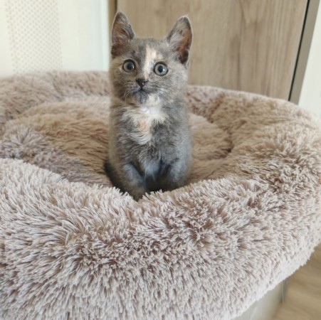 Котенок Дымка в добрые руки, котенок 2 месяца