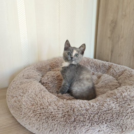 Котенок Дымка в добрые руки, котенок 2 месяца