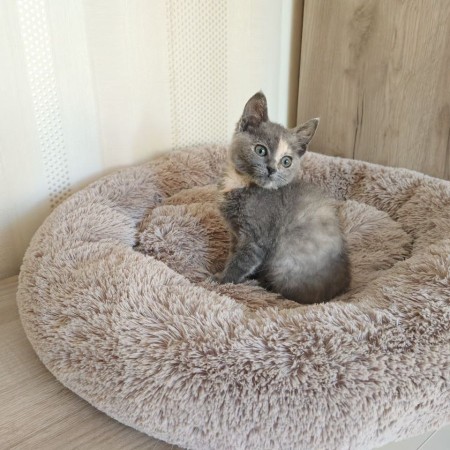 Котенок Дымка в добрые руки, котенок 2 месяца