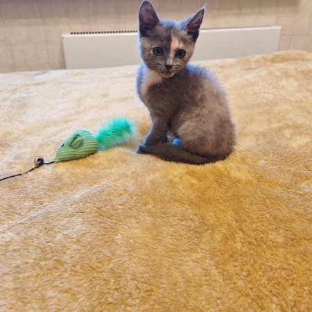 Котенок Дымка в добрые руки, котенок 2 месяца