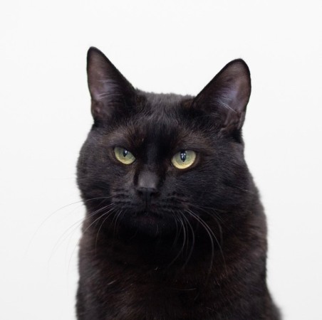 Кот Черныш, Черный, Лесопарковая, Кот в добрые руки