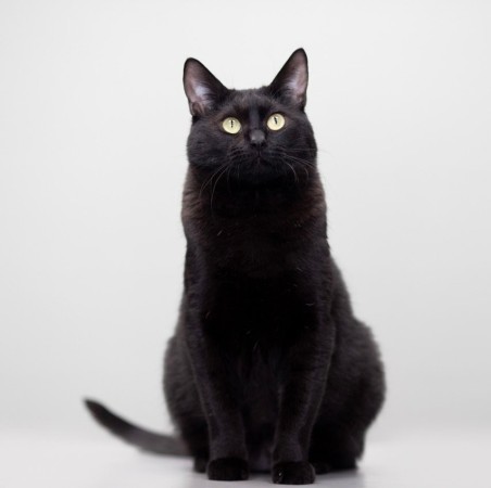 Кот Черныш, Черный, Лесопарковая, Кот в добрые руки
