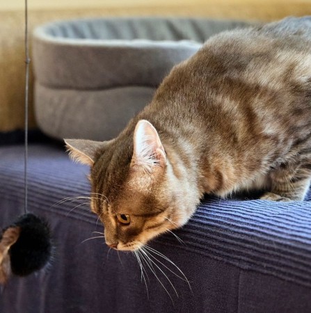 Котик Луня ищет дом и семью , Табби, Фрунзенская, Кот в добрые руки