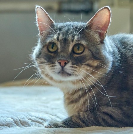 Котик Луня ищет дом и семью , Табби, Фрунзенская, Кот в добрые руки