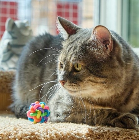 Котик Луня ищет дом и семью , Табби, Фрунзенская, Кот в добрые руки