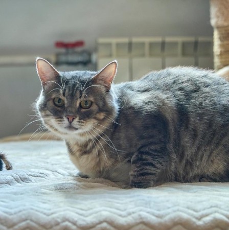 Котик Луня ищет дом и семью , Табби, Фрунзенская, Кот в добрые руки
