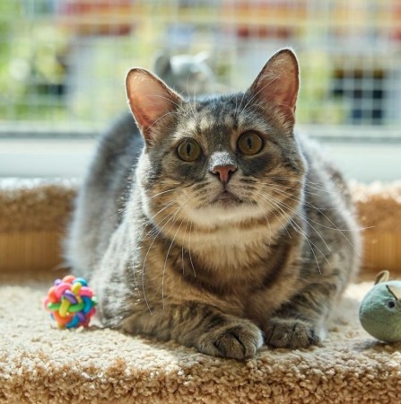 Котик Луня ищет дом и семью , Табби, Фрунзенская, Кот в добрые руки