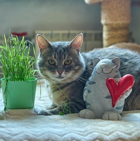 Котик Луня ищет дом и семью , Табби, Фрунзенская, Кот в добрые руки