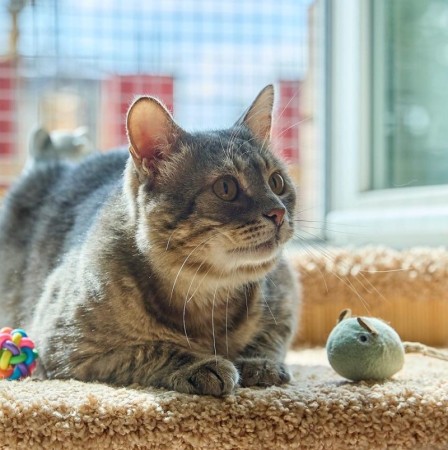 Котик Луня ищет дом и семью , Табби, Фрунзенская, Кот в добрые руки