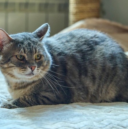 Котик Луня ищет дом и семью , Табби, Фрунзенская, Кот в добрые руки