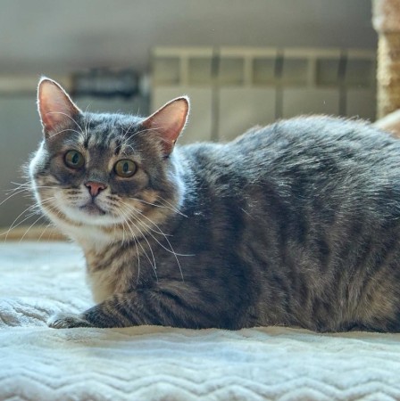 Котик Луня ищет дом и семью , Табби, Фрунзенская, Кот в добрые руки