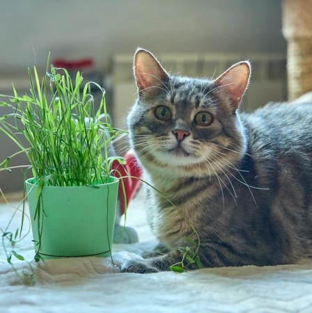 Котик Луня ищет дом и семью , Табби, Фрунзенская, Кот в добрые руки