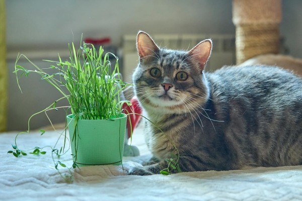 Котик Луня ищет дом и семью , Табби, Фрунзенская, Кот в добрые руки