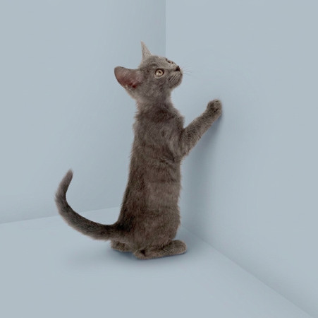 Морфей - сын маминой подруги ищет дом! В дар! , котенок 2 месяца