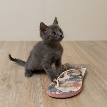 Морфей - сын маминой подруги ищет дом! В дар! , котенок 2 месяца