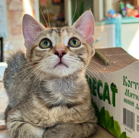 Очаровательная девочка Муся в добрые руки! В дар!, котенок 3 месяца