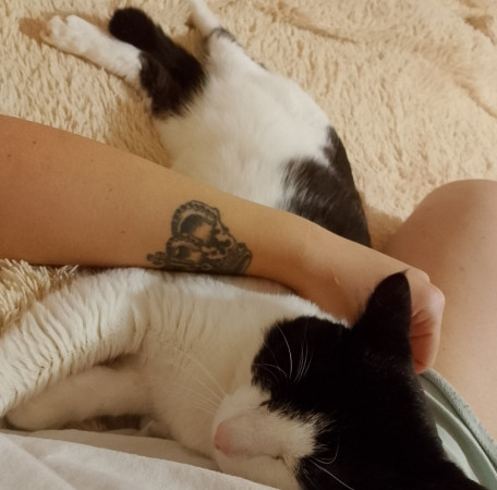 Кот в добрые руки, Черный с белым, Солнцево, Кот в добрые руки