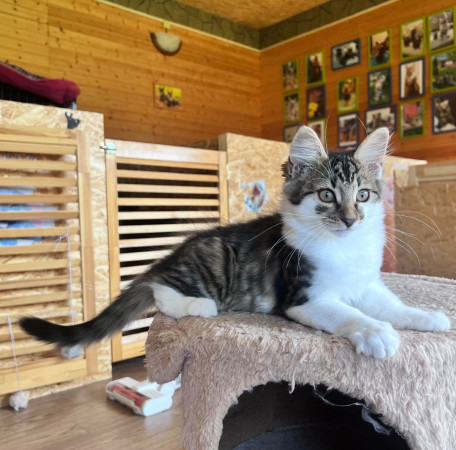 Мисси ищет дом! В дар!, котенок 3 месяца