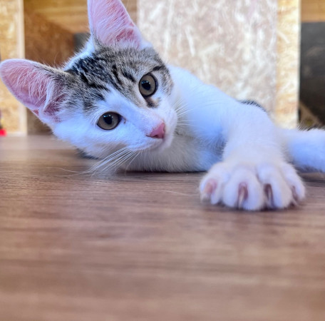 Ищет дом самый нежный мальчик — Окси! В дар!, котенок 3 месяца