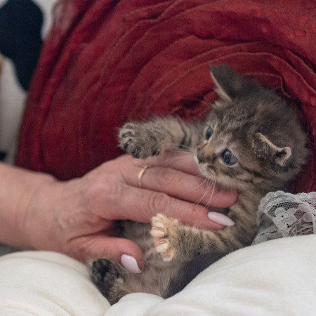 Кристи ищет дом! В дар!, котенок 2 месяца