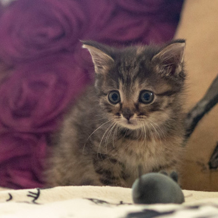 Кристи ищет дом! В дар!, котенок 2 месяца