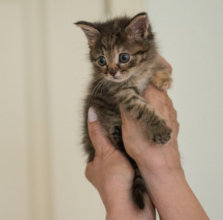 Кристи ищет дом! В дар!, котенок 2 месяца