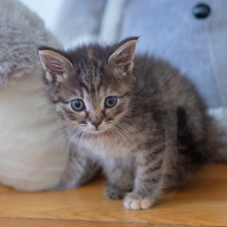 Кристи ищет дом! В дар!, котенок 2 месяца