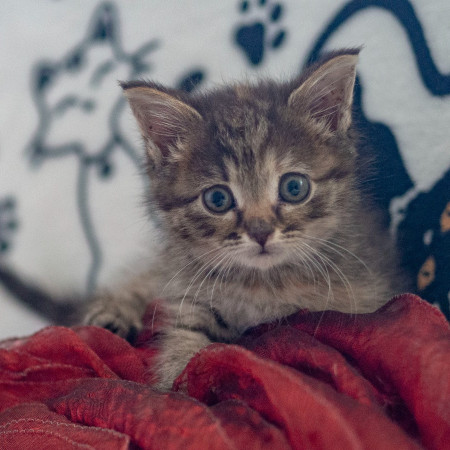 Кристи ищет дом! В дар!, котенок 2 месяца