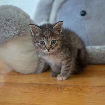 Кристи ищет дом! В дар!, котенок 2 месяца