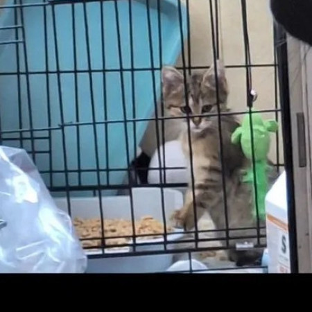 Отдаю кошечку в добрые руки, котенок 3 месяца