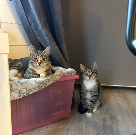 Котенок Мокка ищет семью. В дар!, Полосатый, Боровицкая, Кошка в хорошие руки