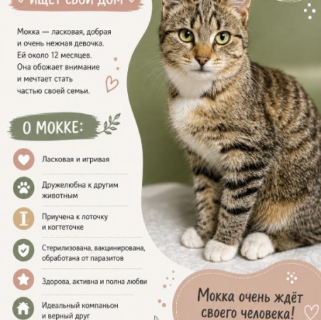 Котенок Мокка ищет семью. В дар!, Полосатый, Боровицкая, Кошка в хорошие руки