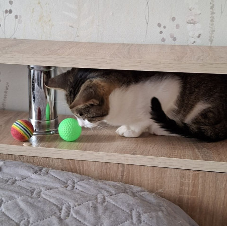 Милашка Патрик ищет дом! В дар!, котенок 3 месяца