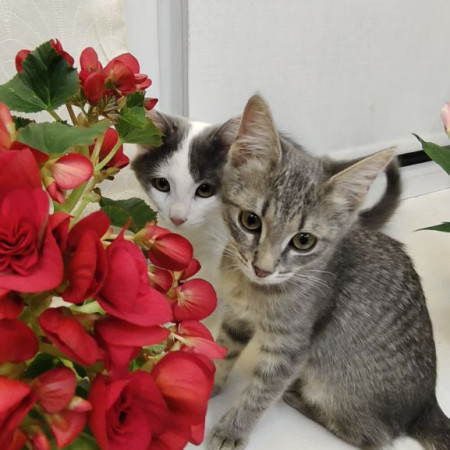 Красавица Манюня в добрые руки! , котенок 2 месяца