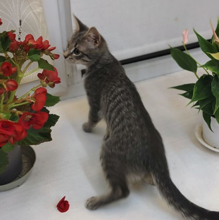 Красавица Манюня в добрые руки! , котенок 2 месяца
