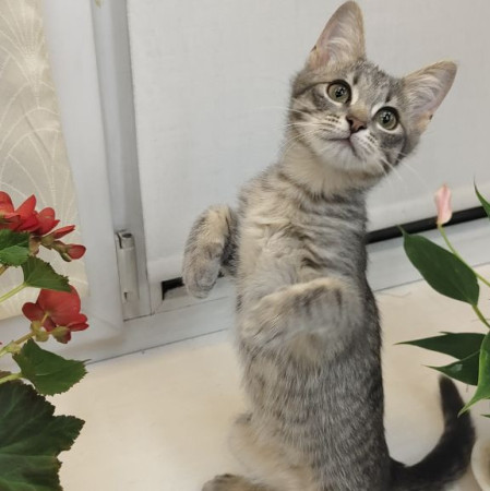 Красавица Манюня в добрые руки! , котенок 2 месяца