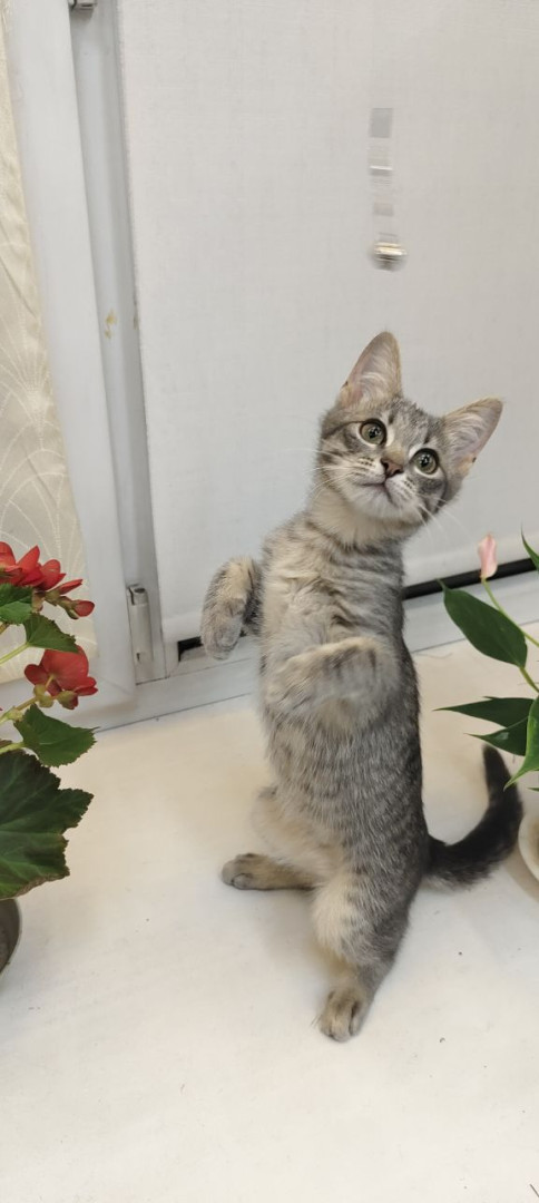 Красавица Манюня в добрые руки! , котенок 2 месяца