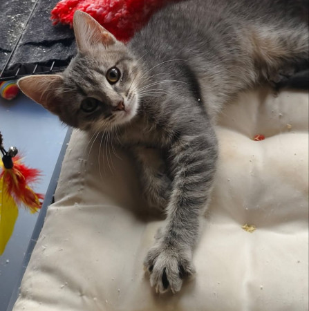 Красавица Манюня в добрые руки! , котенок 2 месяца
