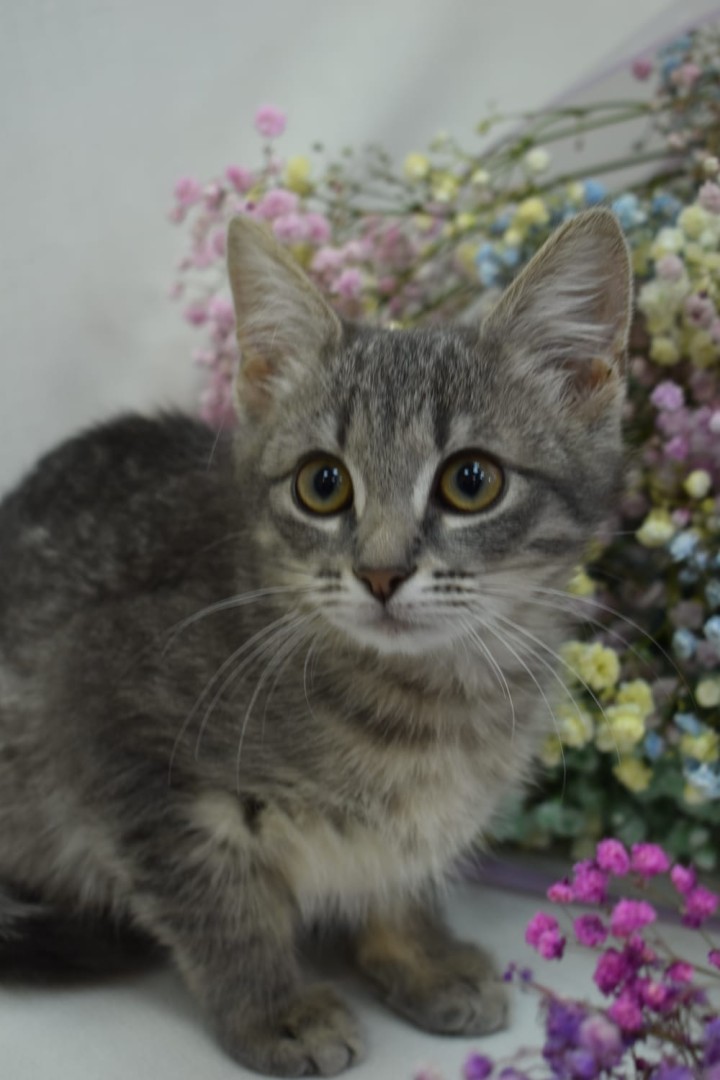 Красавица Манюня в добрые руки! , котенок 2 месяца