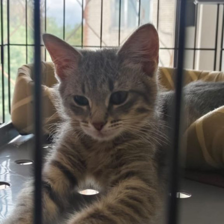 Красавица Манюня в добрые руки! , котенок 2 месяца