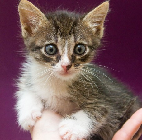 Маленький котенок нуждается в семье!, котенок 2 месяца