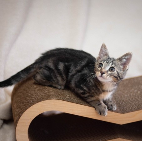 Котёнок Сэм в добрые руки. В дар!, котенок 2 месяца