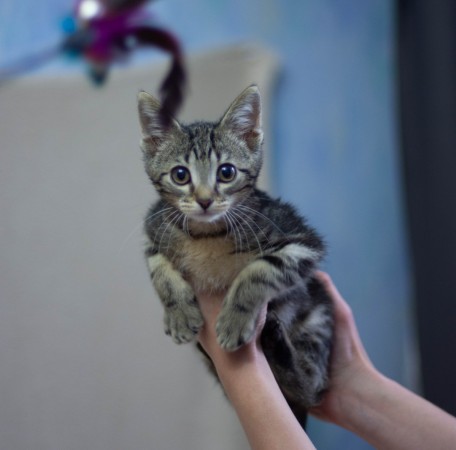 Котёнок Сэм в добрые руки. В дар!, котенок 2 месяца