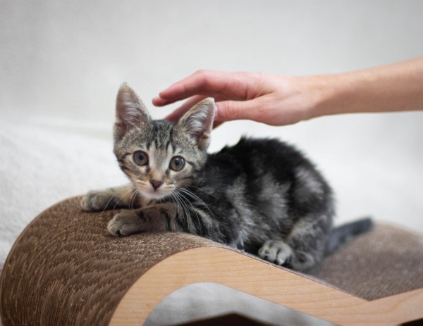 Котёнок Сэм в добрые руки. В дар!, котенок 2 месяца
